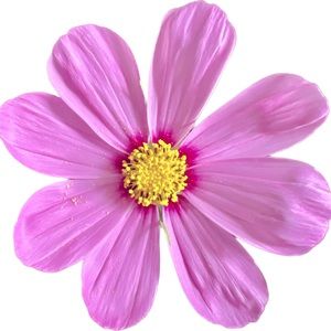 🌸 Bundle & Save 🌸